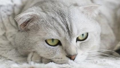 多多28pg-AG下载——开启畅快、安全的下载新体验